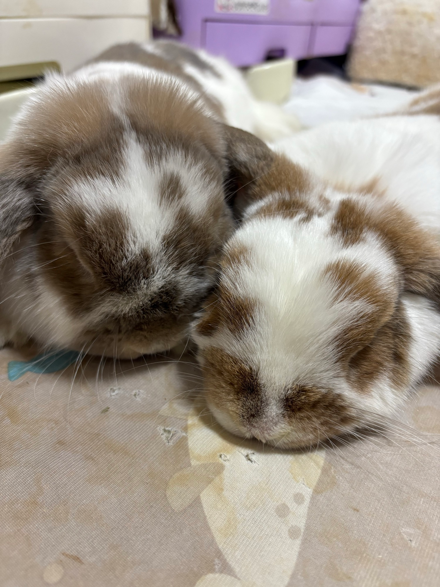 cute bunnies. source: https://bsky.app/profile/did:plc:hznqgtbrmugxzgp7fqyfzzss/post/3ll7bohdqv227