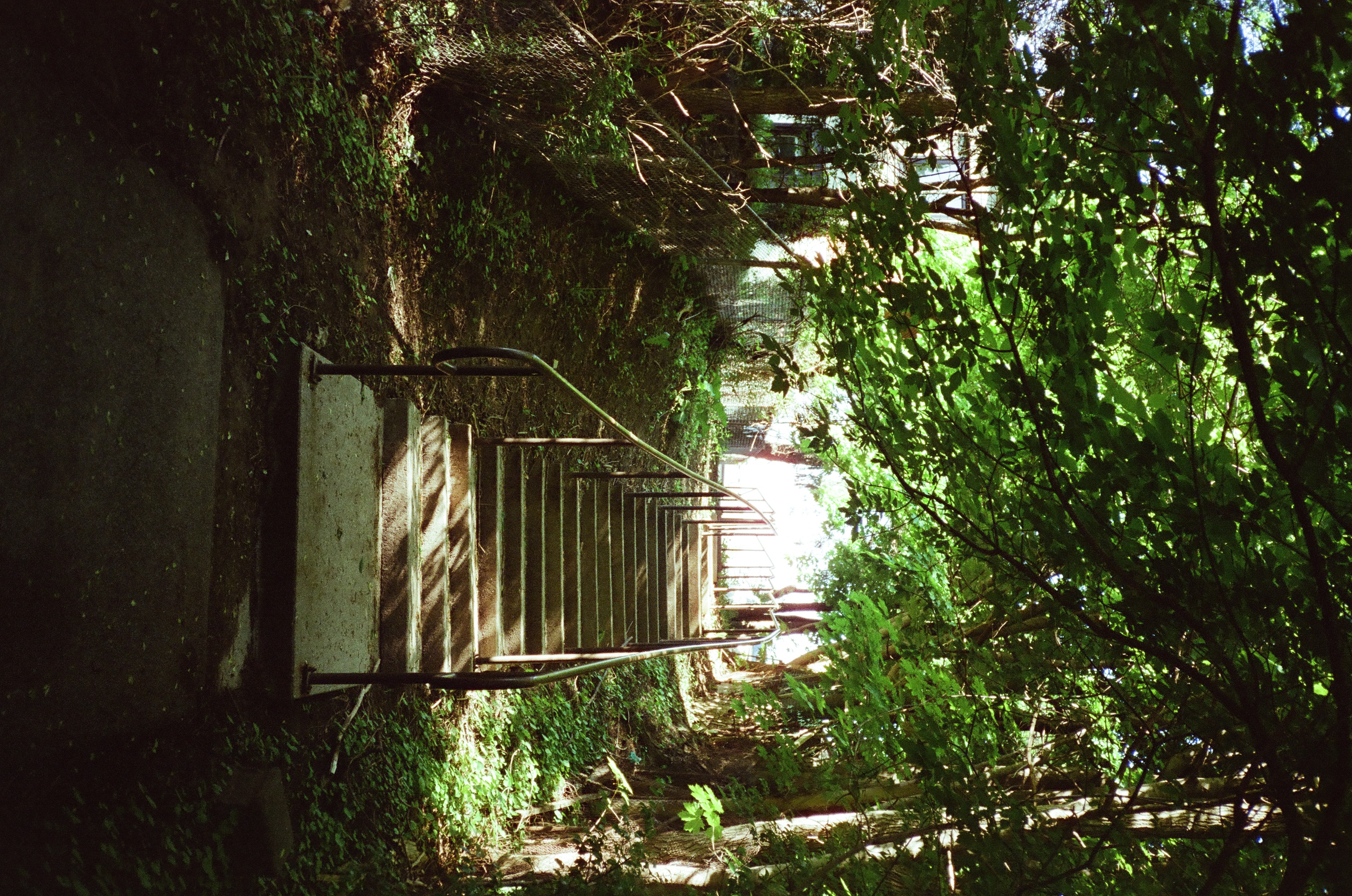 a picture taken on film. the picture is off an outdoor staircase, shrowded from sunlight by trees hanging from the right. the stairs lead to pure white.